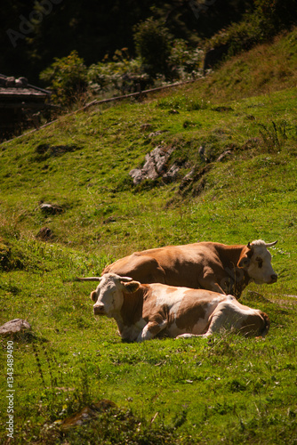 Alpine Cows Grazing on a High Mountain Pasture in the Austrian Alps