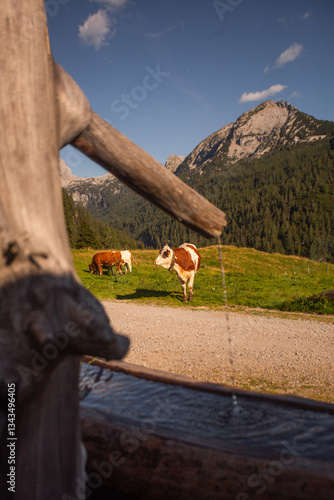 Alpine Cows Grazing on a High Mountain Pasture in the Austrian Alps