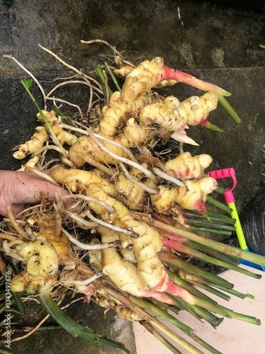 Fresh ginger harvest, young ginger with roots and stalks, freshly pulled from soil, organic farming, close up details, natural texture, farm to table concept, outdoor, gardening background