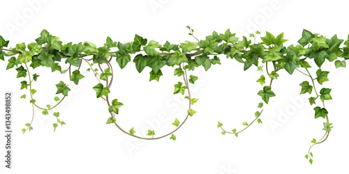 Lush ivy vine with curling tendrils showcasing vibrant green leaves isolated on a transparent background