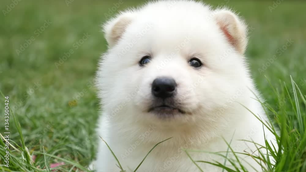 white pomeranian puppy white pomeranian puppy