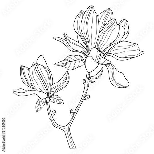Magnolia. Flowers. Linear flowers. Botany. Abstract linear magnolias. Vector illustration of a magnolia. Flower sketches for tattooing. Floral coloring page