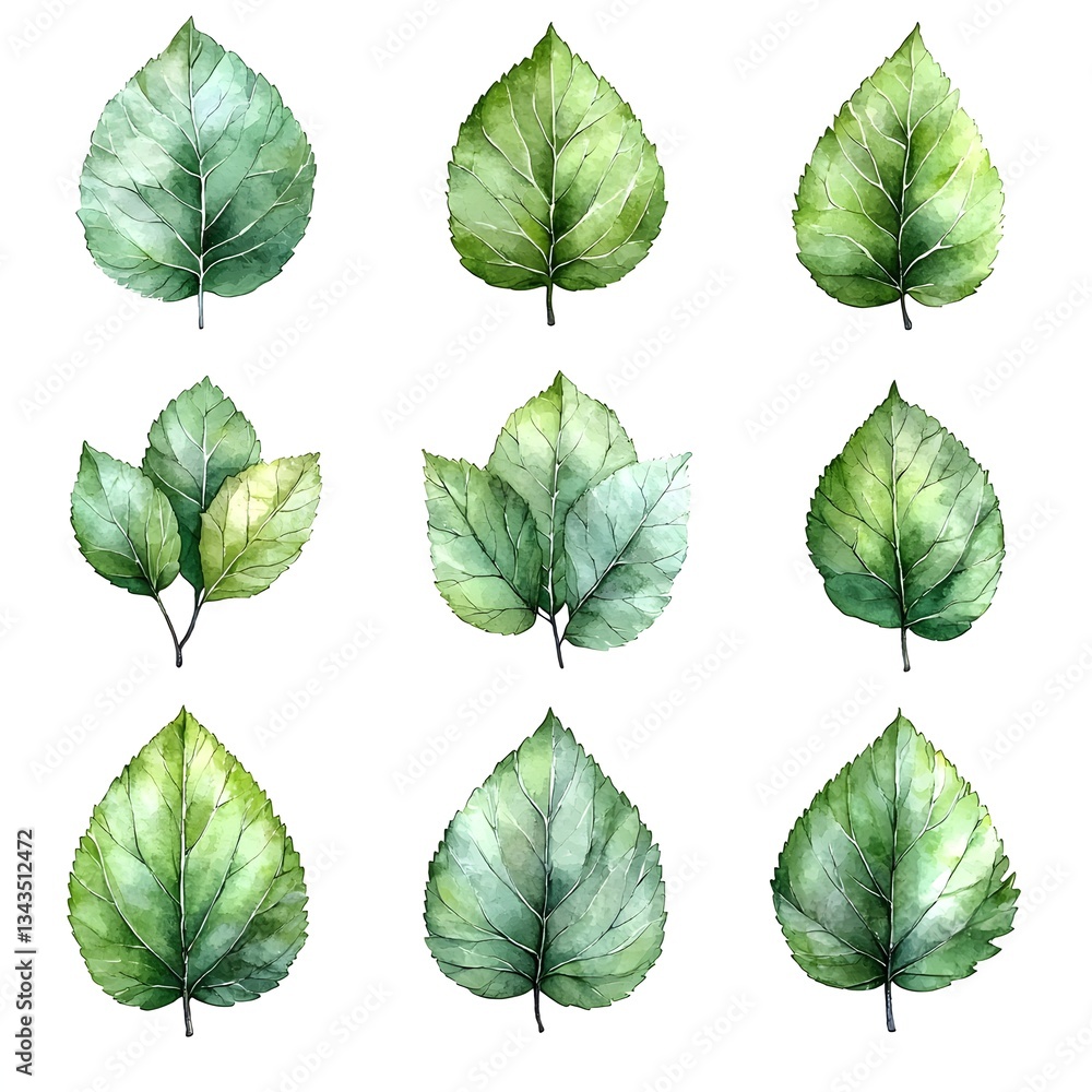 Fototapeta premium Delicate Watercolor Leaf Set on White Background