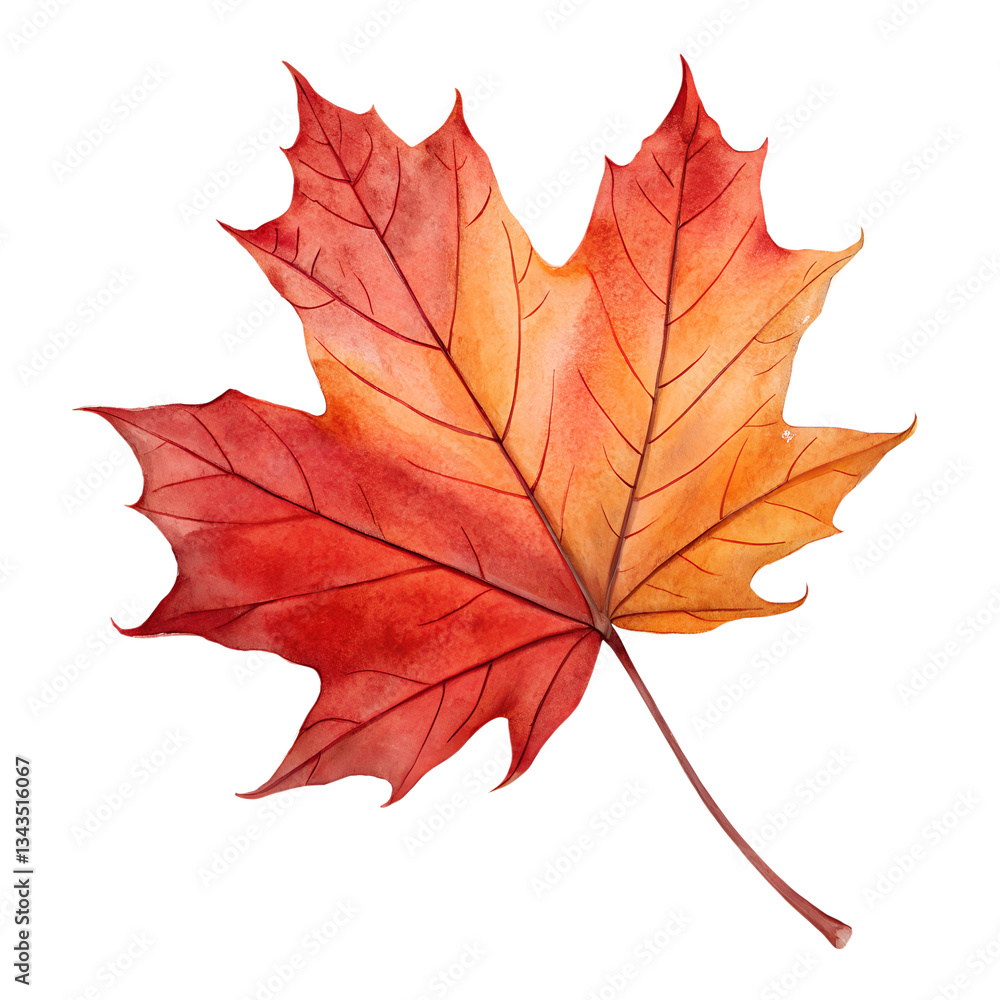 Fototapeta premium Autumn maple leaf isolated on transparent background