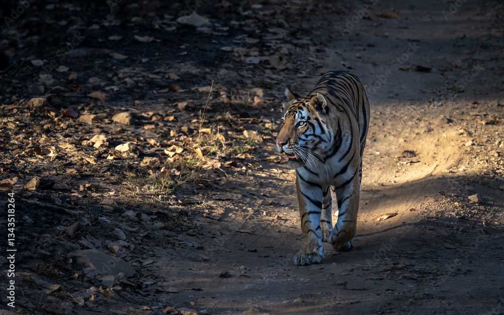 Fototapeta premium Tiger on the prowl through dappled sunlight