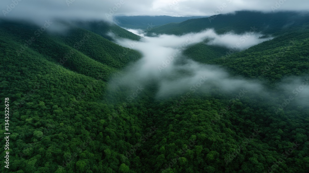 Misty mountain valley, dense forest