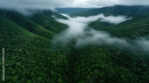 Obraz na płótnie Misty mountain valley, dense forest w salonie