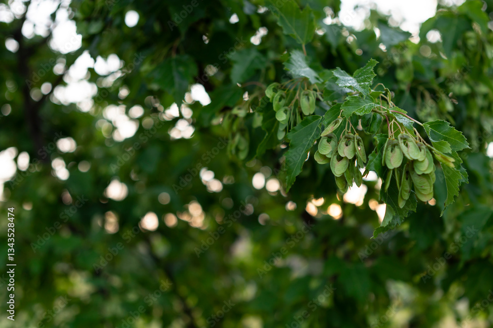Close up macro photo of leaves on the tree Close up macro photo of leaves on the tree