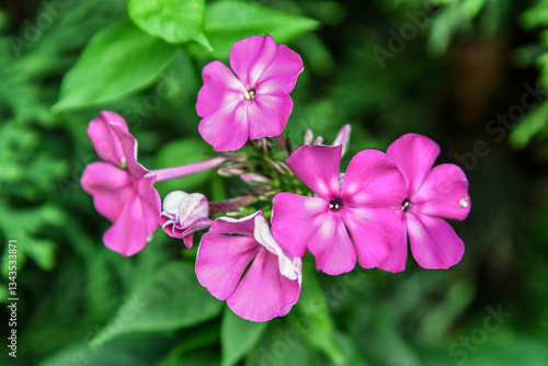 Phlox paniculé
 photo