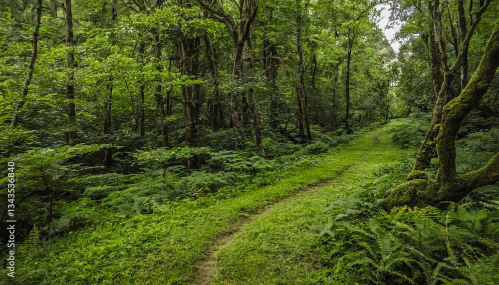 Discover lush green forest trail hiking path through dense trees nature adventure scenic landscape outdoor journey Discover lush green forest trail hiking path through dense trees nature adventure scenic landscape outdoor journey