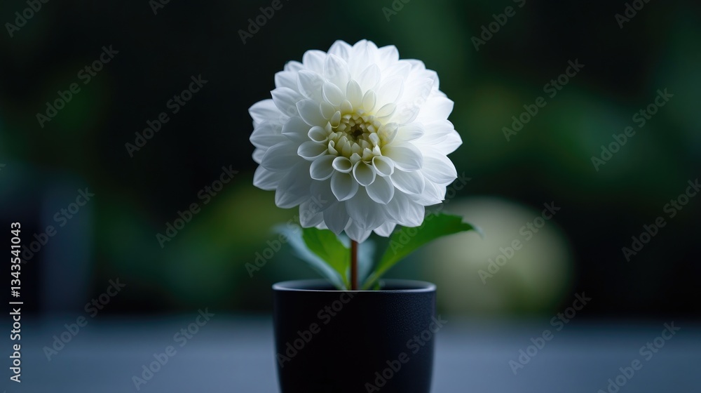Elegant white dahlia in dark pot