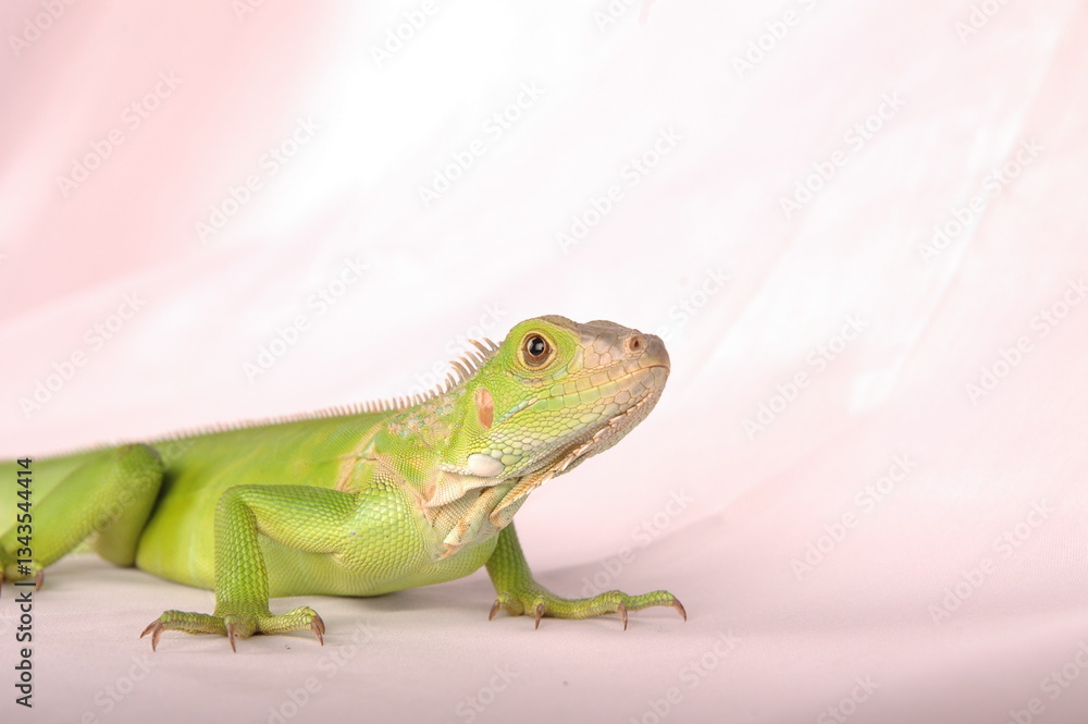 Fototapeta premium Beautiful Juvenile Iguana On White Background