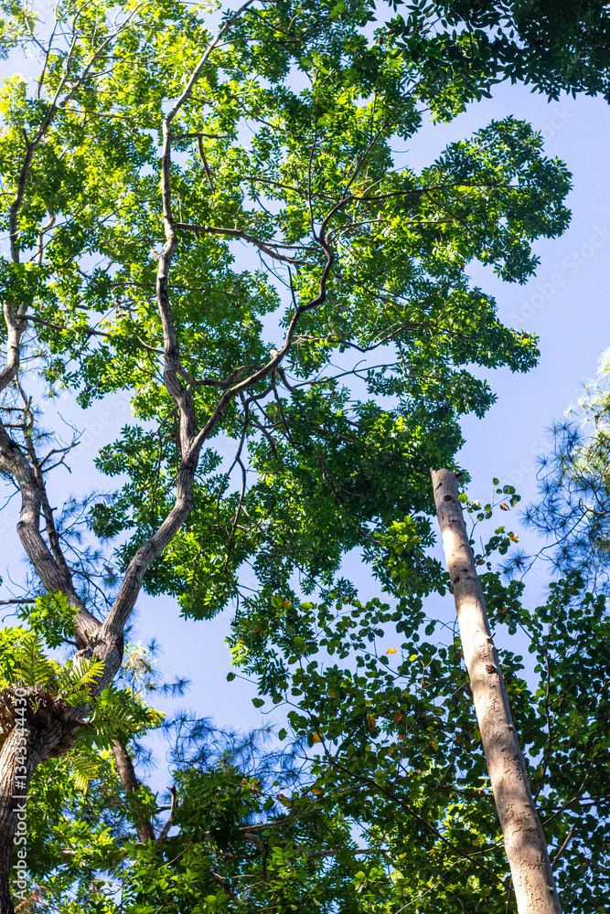 Fototapeta premium East Nusa Tenggara , Indonesia – 05 . 28. 2024 – The connecting road of Sumba Regency passes through dense forests with large trees