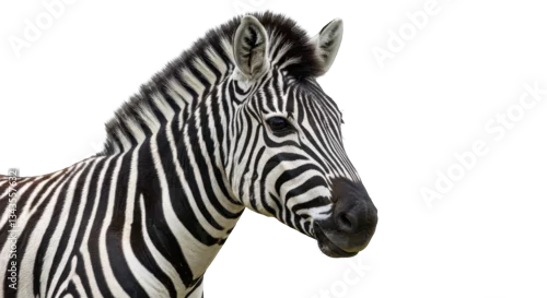 Fototapeta na wymiar Isolated Zebra Head Close-Up