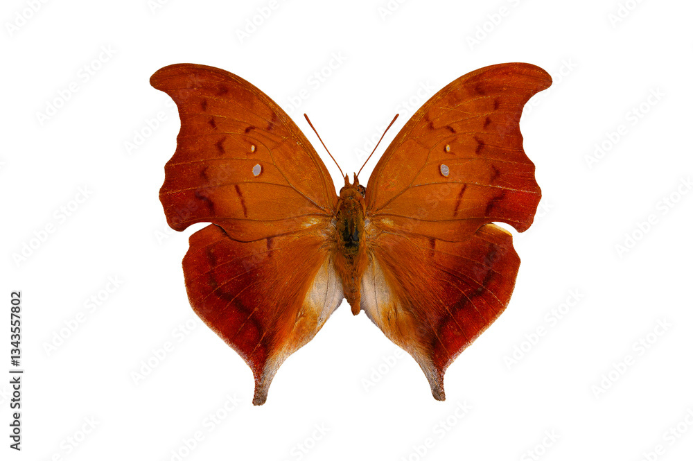 Fototapeta premium butterfly Charaxes distanti isolated on white background
