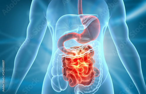 Human digestive system anatomy. 3d illustration