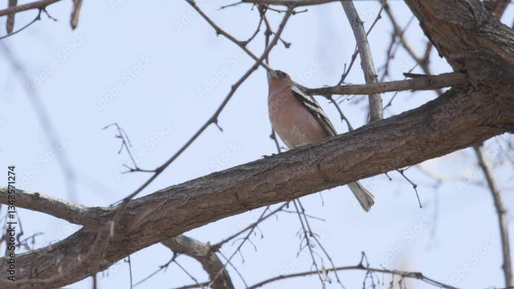 sparrow on the branch