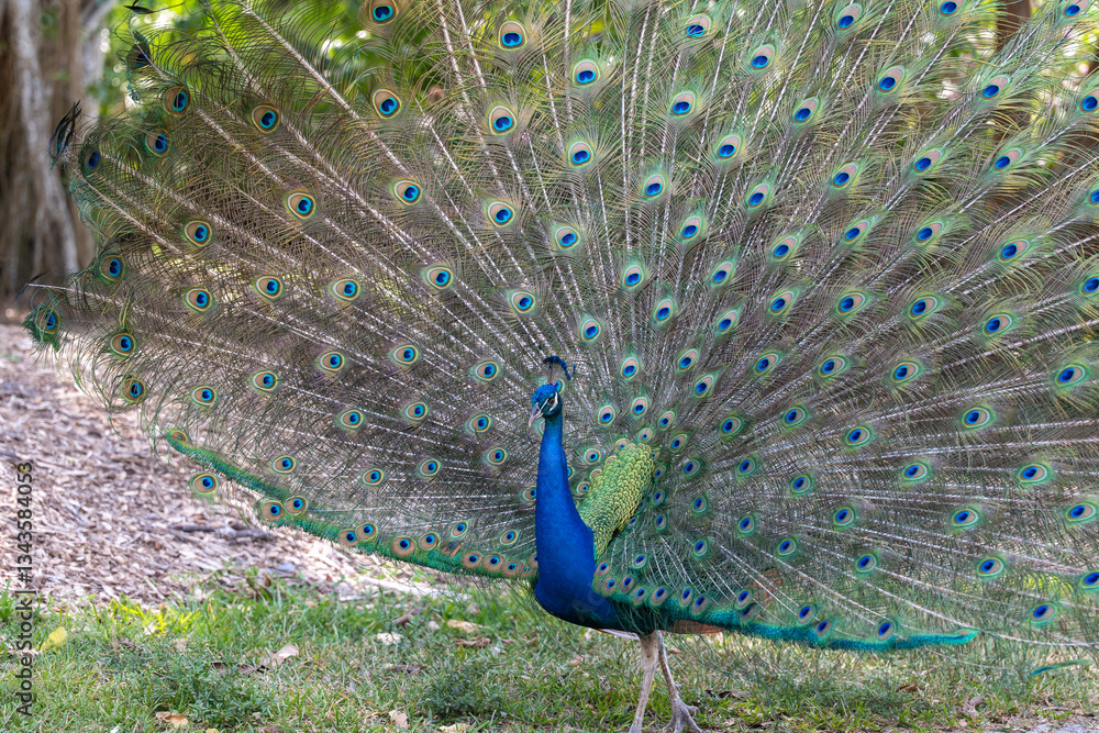 Obraz premium Vibrant peacock displaying its iridescent feathers