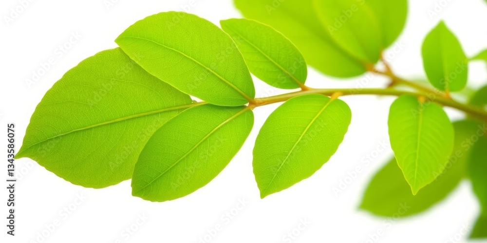 Fototapeta premium Vibrant green plant branch isolated on pure white, background, greenery
