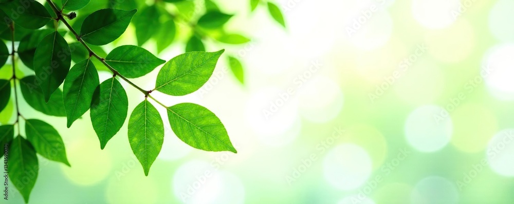 Leafy greens isolated against white background, foliage photography, tree, nature Leafy greens isolated against white background, foliage photography, tree, nature