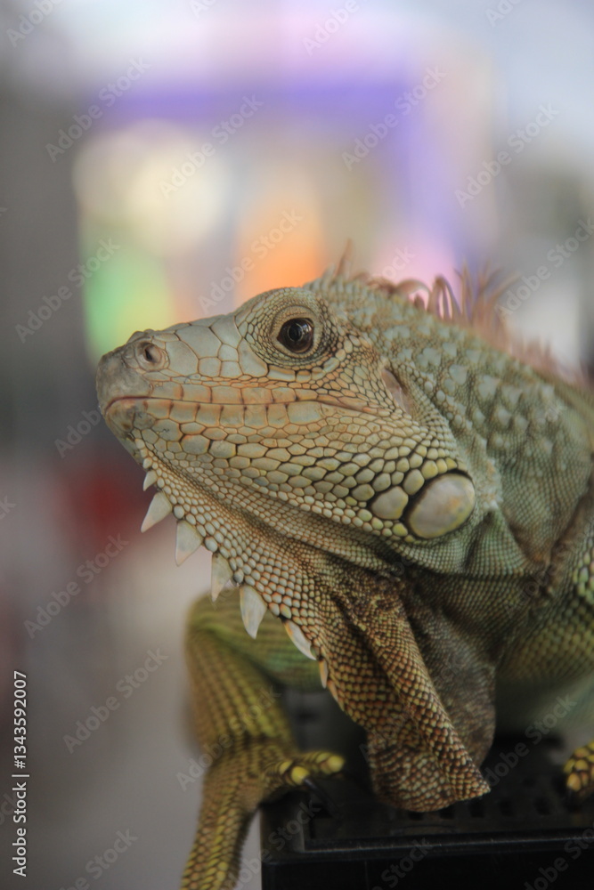 Fototapeta premium Close Up Exotic Anima Green Iguana