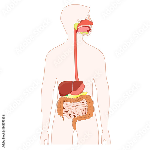 Human Digestive system