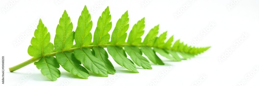 Fototapeta premium A single fern leaf with veins on a white background, nature, fern
