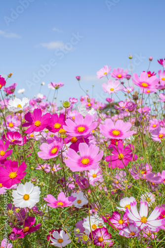 青空と花畑に咲くコスモスの花