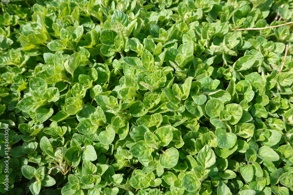 Fresh oregano growing in a lush herb garden Fresh oregano growing in a lush herb garden