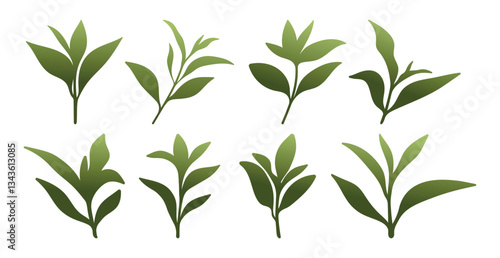 Green tea leaves colored flat vector images isolated white background