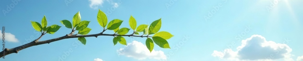 Obraz premium Single isolated branch stretching towards sky, background, branch, shadow