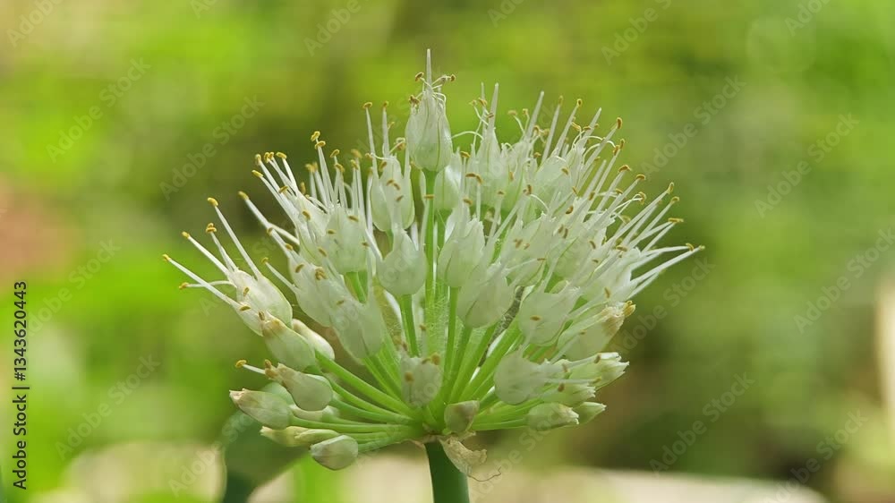 Blooming onion flower head in the garden. Blooming onion flower head in the garden.