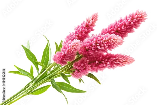 Pink celosia flower