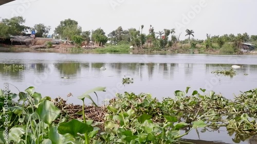 Many water hyacinth floating in the river.