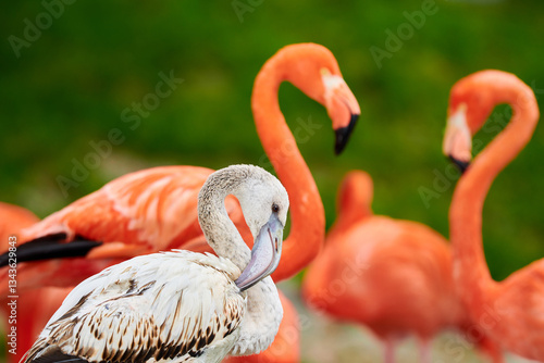 Wallpaper Mural Pink flamingo chick in an artificial habitat.
Flamingos are a type of wading bird in the family Phoenicopteridae, the only bird family in the order Phoenicopteriformes.
 Torontodigital.ca