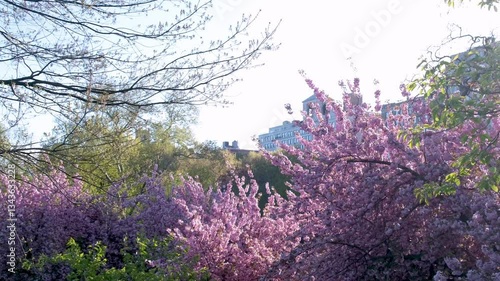 Spring establishing daytime view of blooming cherry blossom trees in Central Park with buildings in background. Slow motion, handheld