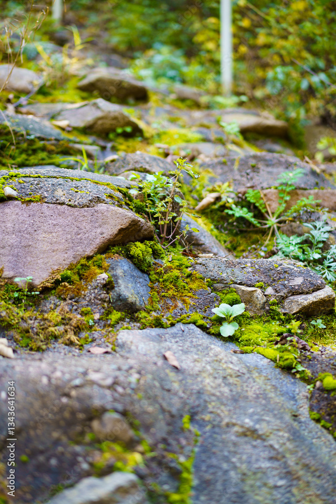 Moss and trees in the shadow of the forest