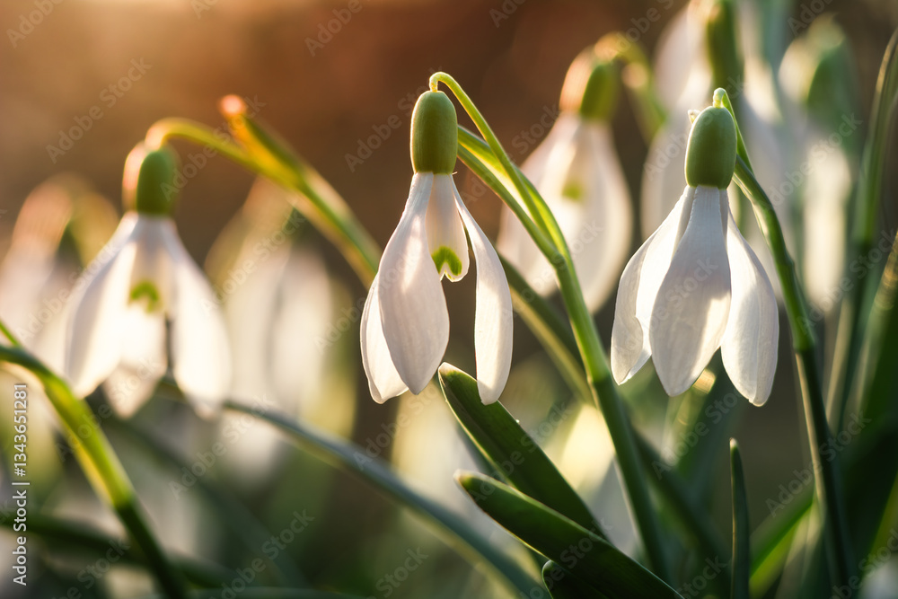Fototapeta premium Beautiful spring flowers of white snowdrops close up
