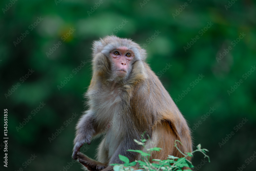 Fototapeta premium Monkeys playing