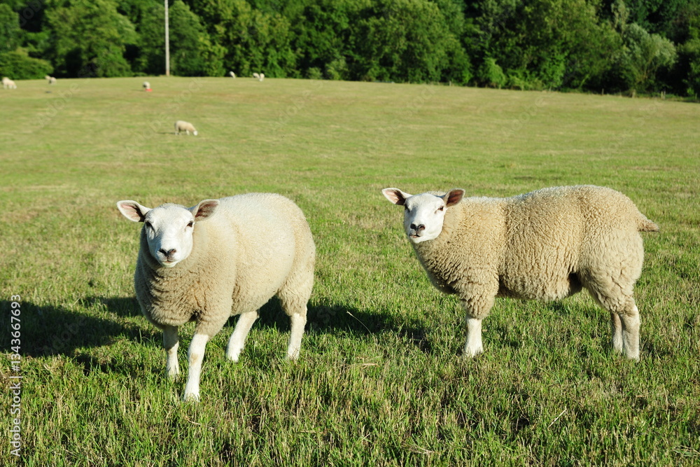 Obraz premium Sheep in a field