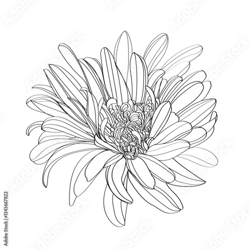 white chrysanthemum isolated on black