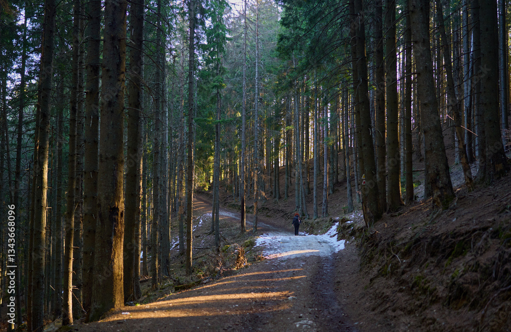Obraz premium Hiker walking on a winding forest trail........