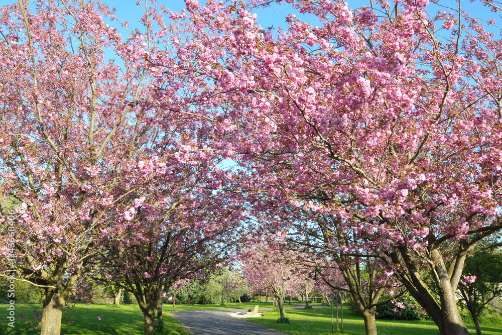 Cherry tree flowers in blossom in a beautiful garden
Cherry tree flowers in blossom in a beautiful garden