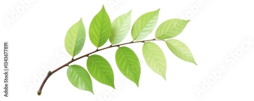 Single isolated branch with leaves on white background, nature, isolation