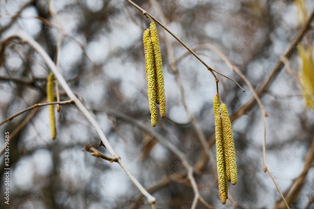 Close-up of yellow flowering hazelnut earrings on blurred background. Corylus avellana. Selective focus Close-up of yellow flowering hazelnut earrings on blurred background. Corylus avellana. Selective focus