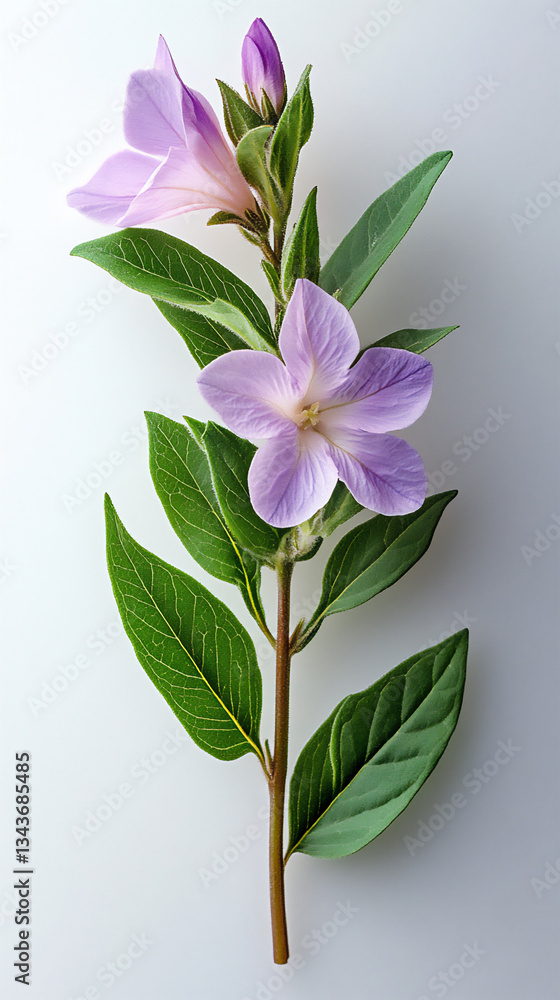 Fototapeta premium a cuphea isolated on a white background, a high-resolution photograph,