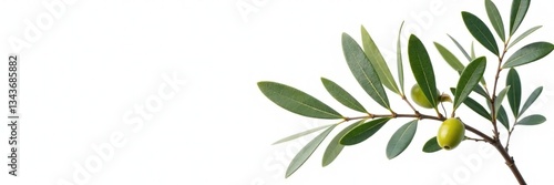 Wallpaper Mural Olive branches with leaves isolated on white background, branch, herbaceous, tree Torontodigital.ca