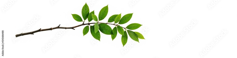 Single isolated tree branch on white background, clean, isolated, forest Single isolated tree branch on white background, clean, isolated, forest
