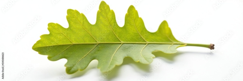 single oak leaf with veins isolated on a white surface, texture, organic single oak leaf with veins isolated on a white surface, texture, organic