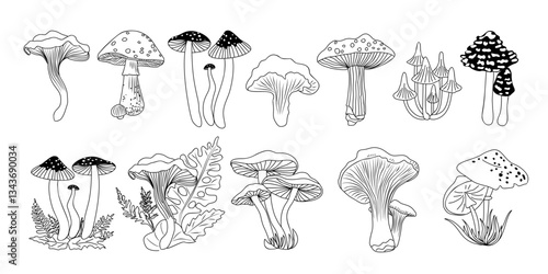Set of different Forest mushrooms hand drawn line art vector illustrations. Collection of Outline black ink sketch drawings isolated on transparent background. Contour black line monochrome.